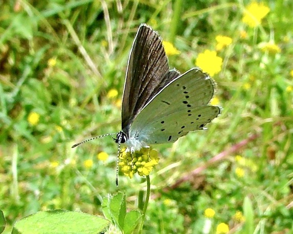 Provençal short-tailed blue